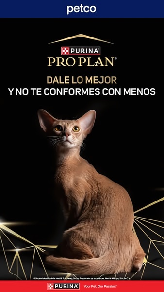 A high-end cat food ad featuring a spotlighted Abyssinian cat on a dark background with gold geometric accents to convey quality.